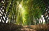 Ngắm những vòm cây đẹp như cổ tích ở Hà Nội